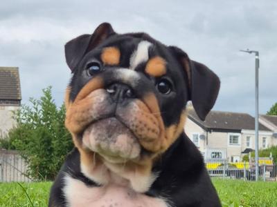 Bulldog puppies ready to go in Dublin