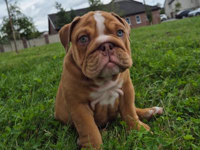Bulldog puppies ready to go in Dublin