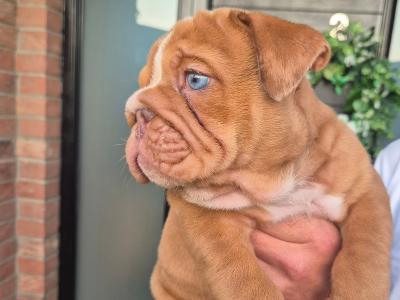 Bulldog puppies ready to go in Dublin