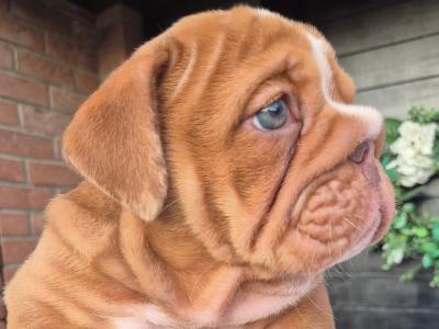 Bulldog puppies ready to go in Dublin