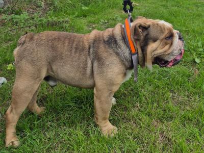 Bulldog puppies ready to go in Dublin