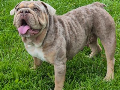 Bulldog puppies ready to go in Dublin