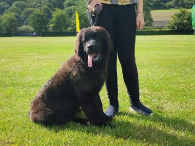Show Quality, IKC Pedigree Newfoundland