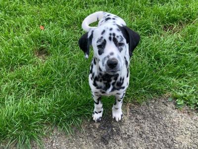 Gorgeous Dalmatian puppies in Meath