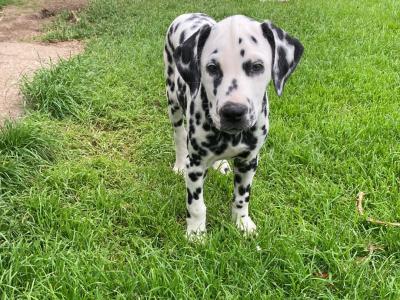 Gorgeous Dalmatian puppies in Meath