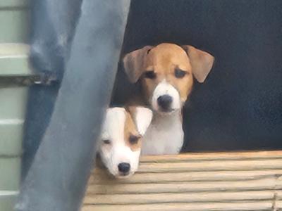 Jack Russell puppies in Waterford