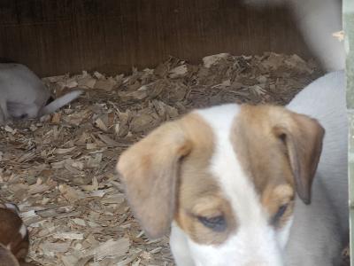 Jack Russell puppies in Waterford