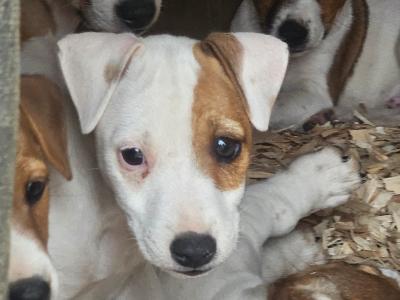 Jack Russell puppies in Waterford