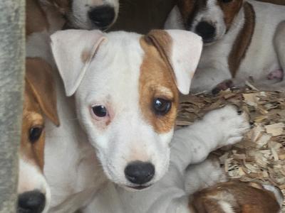 Jack Russell puppies in Waterford