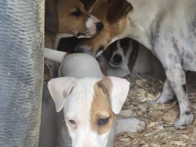 Jack Russell puppies in Waterford