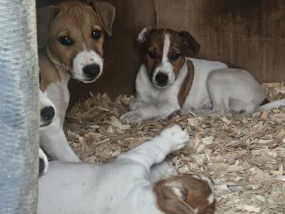 Jack Russell puppies in Waterford