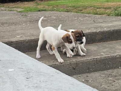 Jack Russell puppies in Waterford
