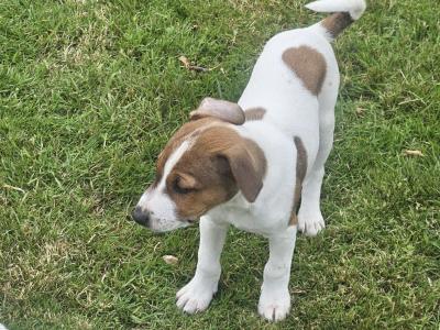 Jack Russell puppies in Waterford