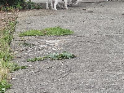 Jack Russell puppies in Waterford