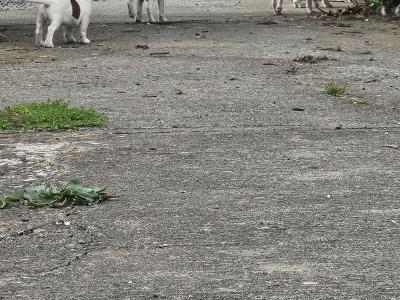 Jack Russell puppies in Waterford