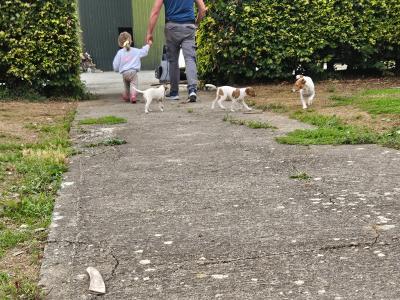 Jack Russell puppies in Waterford