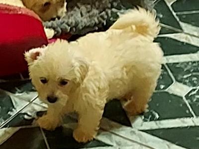 Maltipoo puppies in Longford