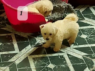Maltipoo puppies in Longford