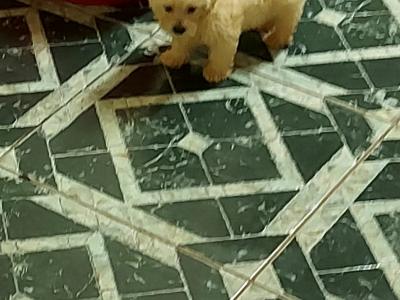 Maltipoo puppies in Longford