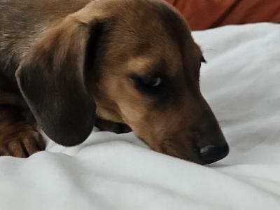 Female Dachshund puppy in Westmeath