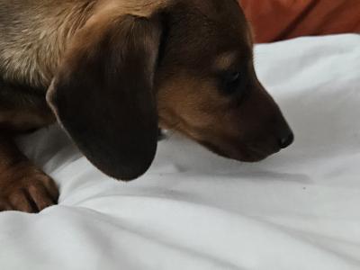 Female Dachshund puppy in Westmeath