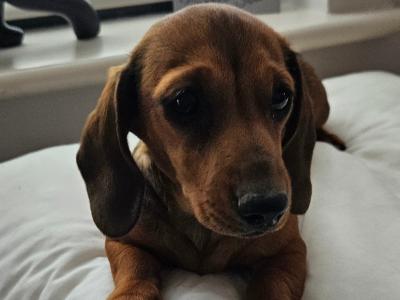 Female Dachshund puppy in Westmeath