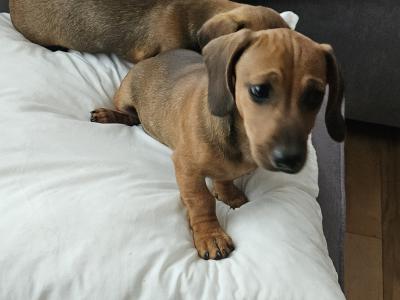 Female Dachshund puppy in Westmeath