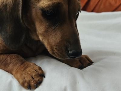 Female Dachshund puppy in Westmeath