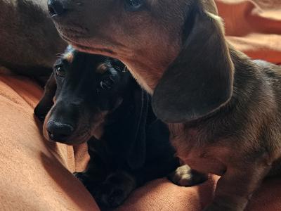 Female Dachshund puppy in Westmeath