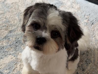 Male Teddy Bear puppy (Shih Tzu x Bichon Frise) in Tipperary