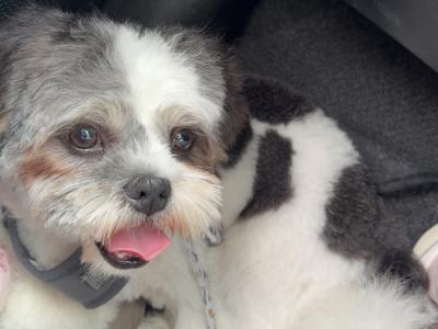Male Teddy Bear puppy (Shih Tzu x Bichon Frise) in Tipperary