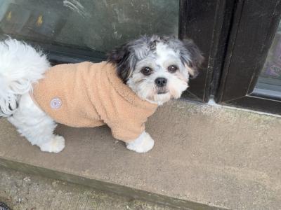 Male Teddy Bear puppy (Shih Tzu x Bichon Frise) in Tipperary