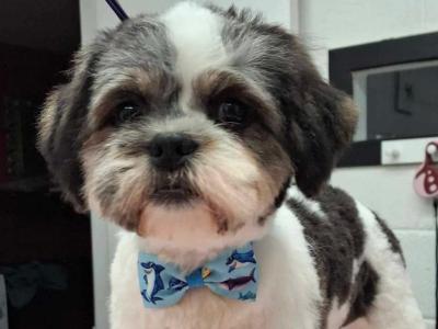 Male Teddy Bear puppy (Shih Tzu x Bichon Frise) in Tipperary