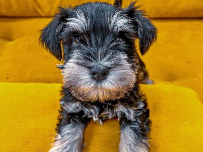 IKC Registered Show class miniature Schnauzer pup (Last of Litter of 3) in Wexford