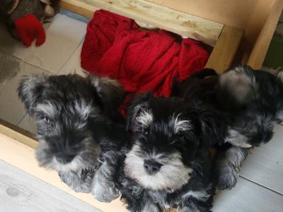 IKC Registered Show class miniature Schnauzer pup (Last of Litter of 3) in Wexford