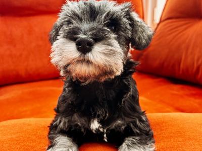 IKC Registered Show class miniature Schnauzer pup (Last of Litter of 3) in Wexford