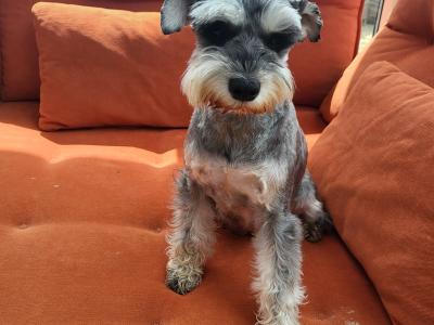 IKC Registered Show class miniature Schnauzer pup (Last of Litter of 3) in Wexford