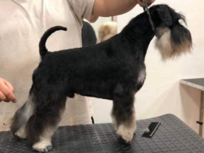 IKC Registered Show class miniature Schnauzer pup (Last of Litter of 3) in Wexford