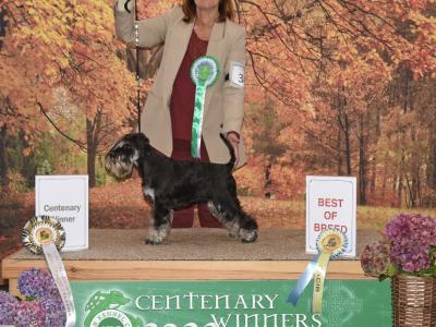 IKC Registered Show class miniature Schnauzer pup (Last of Litter of 3) in Wexford
