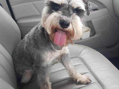 IKC Registered Show class miniature Schnauzer pup (Last of Litter of 3) in Wexford