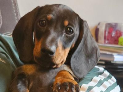 Purebred miniature Dachshund puppies in Laois