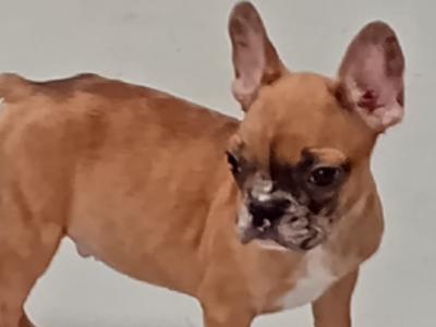 French Bulldog puppies in Kilkenny