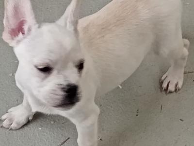French Bulldog puppies in Kilkenny