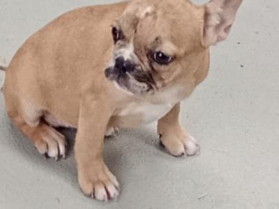 French Bulldog puppies in Kilkenny
