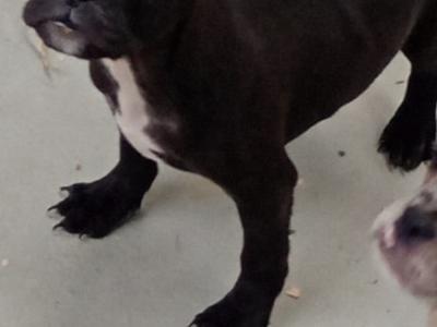 French Bulldog puppies in Kilkenny