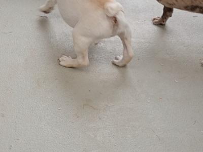 French Bulldog puppies in Kilkenny
