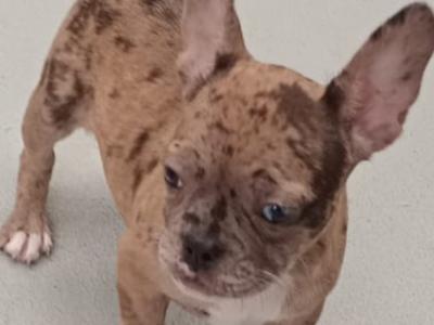 French Bulldog puppies in Kilkenny