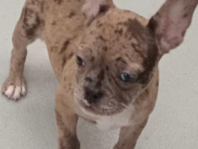 French Bulldog puppies in Kilkenny