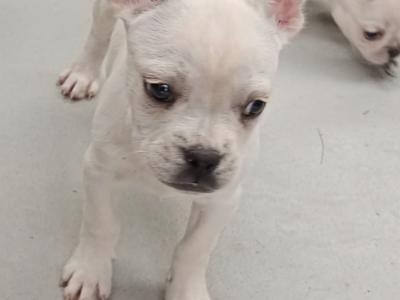 French Bulldog puppies in Kilkenny