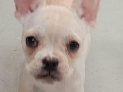 French Bulldog puppies in Kilkenny